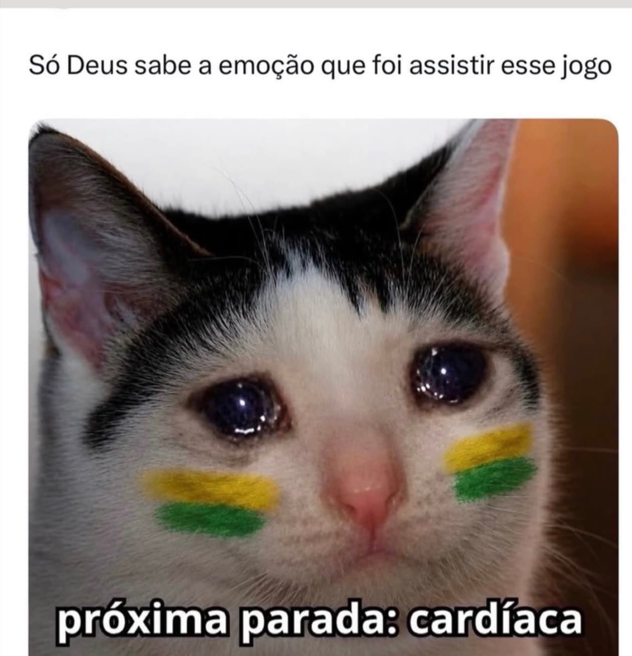 Gato sem nome