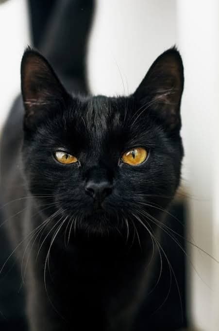 gato