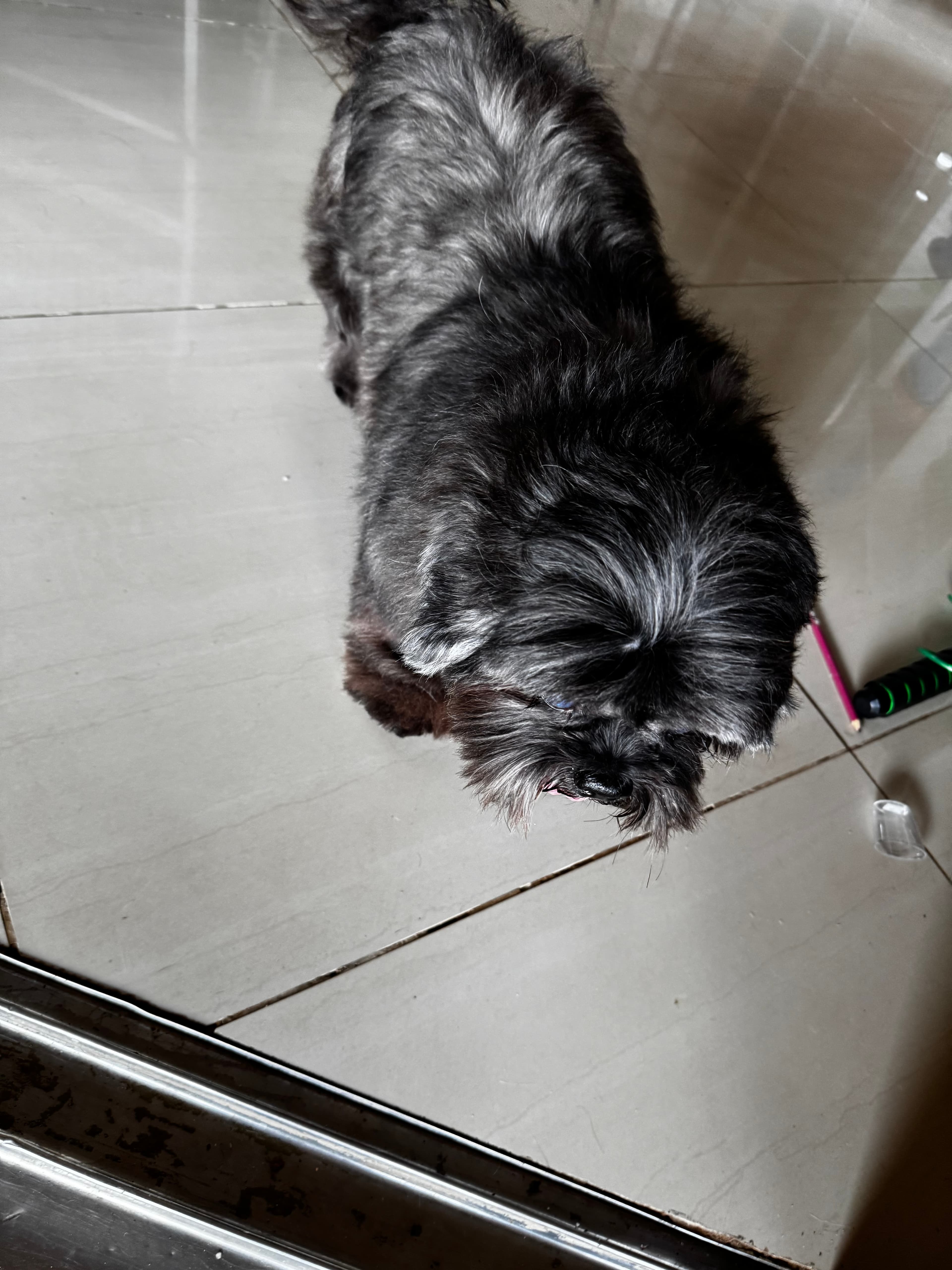 Cão sem nome